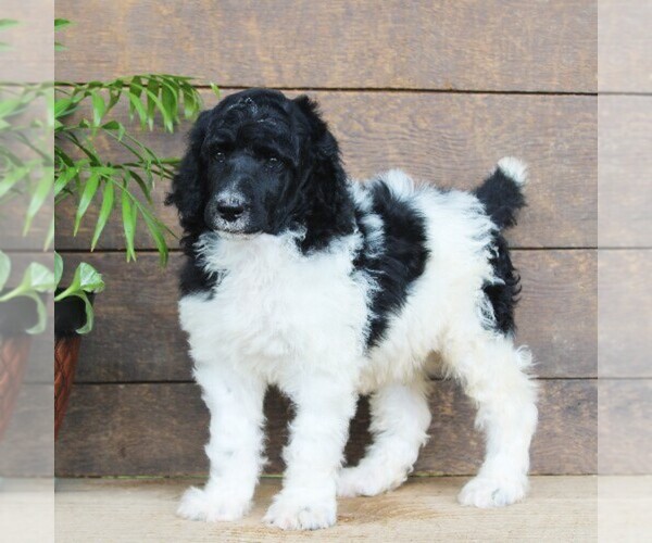 Medium Photo #7 Poodle (Standard) Puppy For Sale in CHRISTIANA, PA, USA