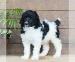 Small #6 Poodle (Standard)