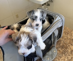 Schnauzer (Miniature) Puppy for Sale in EVERTON, Arkansas USA