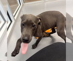 Small American Staffordshire Terrier Mix