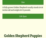Small #27 Golden Shepherd
