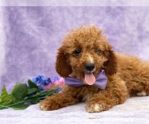 Cavapoo Puppy for sale in LANCASTER, PA, USA