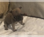 Small Photo #27 French Bulldog Puppy For Sale in NAPLES, FL, USA