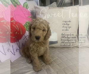 Goldendoodle Puppy for sale in LITHIA, FL, USA