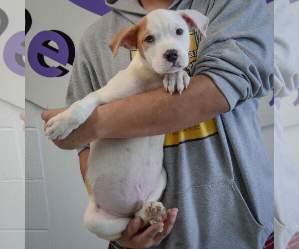 Medium Photo #4 American Bulldog-American Staffordshire Terrier Mix Puppy For Sale in Huntley, IL, USA