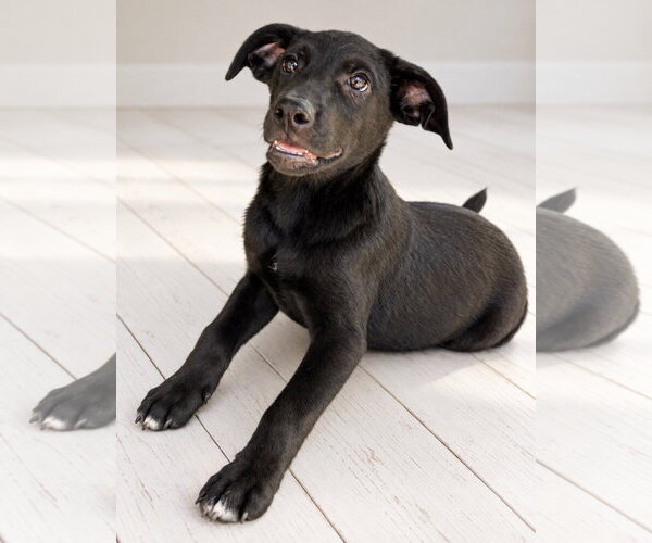 Medium Photo #2 Shepradors Puppy For Sale in Southbury, CT, USA