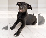 Small Photo #2 Shepradors Puppy For Sale in Southbury, CT, USA