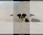 Small #1 Chi-Corgi