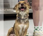 Small #1 Australian Shepherd-Pembroke Welsh Corgi Mix