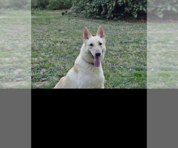 Medium Photo #8 - Mix Puppy For Sale in Winston Salem, NC, USA