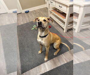 Mutt Dogs for adoption in Emmett, ID, USA