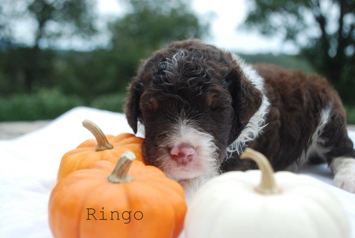 Medium Photo #2 Aussiedoodle Puppy For Sale in CATHOLIC POINT, AR, USA