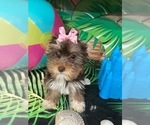 Small #15 Yorkshire Terrier