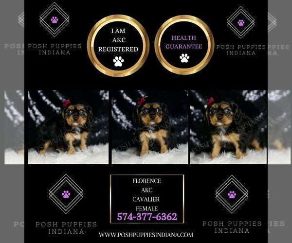 Medium Photo #3 Cavalier King Charles Spaniel Puppy For Sale in WARSAW, IN, USA