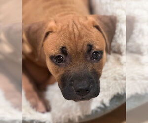 Mutt Dogs for adoption in Philadelphia, PA, USA