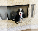 Small #4 Bernedoodle-Bernese Mountain Dog Mix