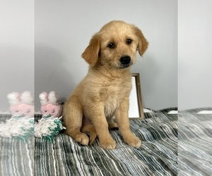 Golden Retriever Puppy for sale in INDIANAPOLIS, IN, USA