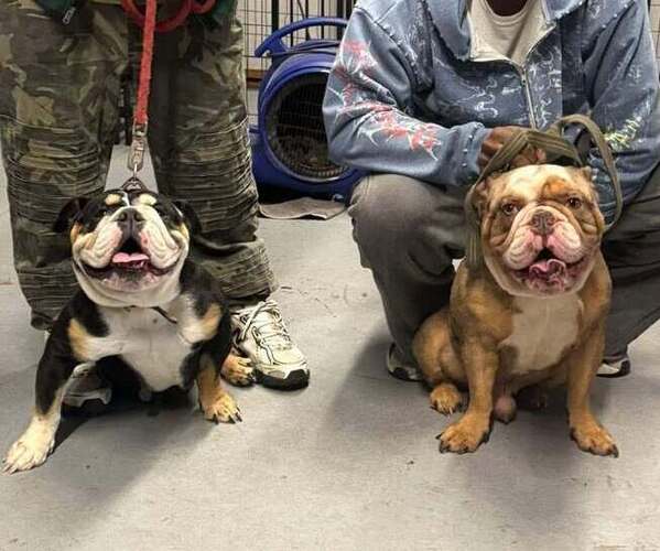 Medium Photo #1 Bulldog Puppy For Sale in LOUISVILLE, KY, USA