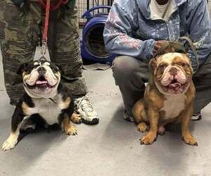 Mother of the Bulldog puppies born on 05/05/2026