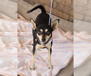 Chihuahua-Unknown Mix Dogs for adoption in Bandera, TX, USA