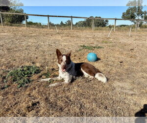 Ruby - Female Mutt Dog for Adoption - Photo #2
