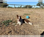 Small Photo #2 Mutt Puppy For Sale in Paso Robles, CA, USA