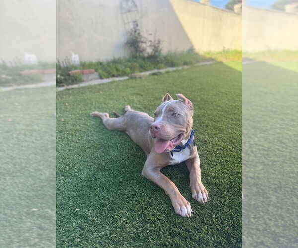 Medium Photo #4 Mutt Puppy For Sale in Pacifica, CA, USA