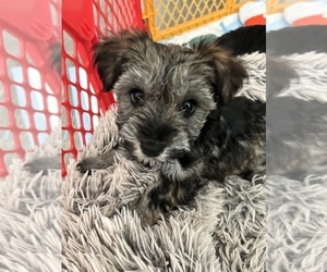 Snorkie Puppy for sale in CHULA VISTA, CA, USA