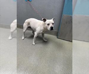 American Pit Bull Terrier-Unknown Mix Dogs for adoption in Las Vegas, NV, USA
