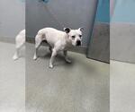 Small American Pit Bull Terrier Mix