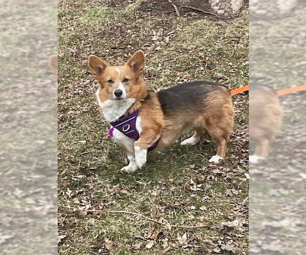 Medium Photo #1 Mutt Puppy For Sale in St. Louis Park, MN, USA