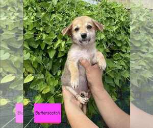 Spaniel-Welsh Corgi Mix Dogs for adoption in Brewster, NY, USA