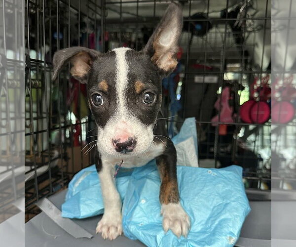 Medium Photo #3 Boston Terrier-Unknown Mix Puppy For Sale in Spring Lake, NC, USA