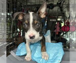 Small #2 Boston Terrier Mix