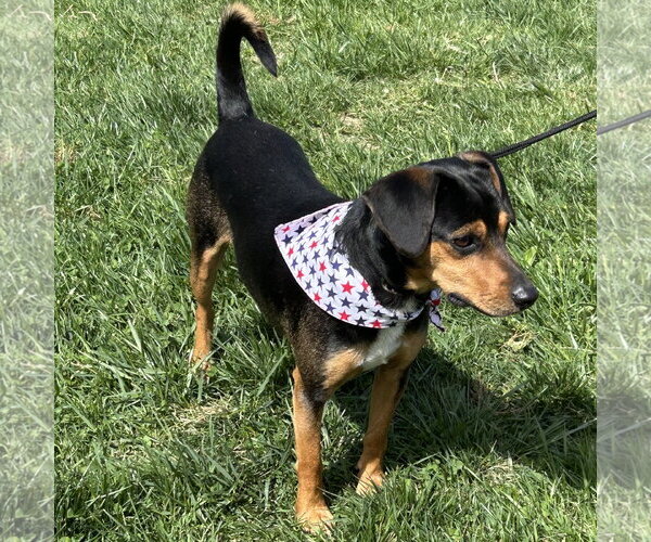 Medium Photo #3 Doxle Puppy For Sale in Batavia, OH, USA