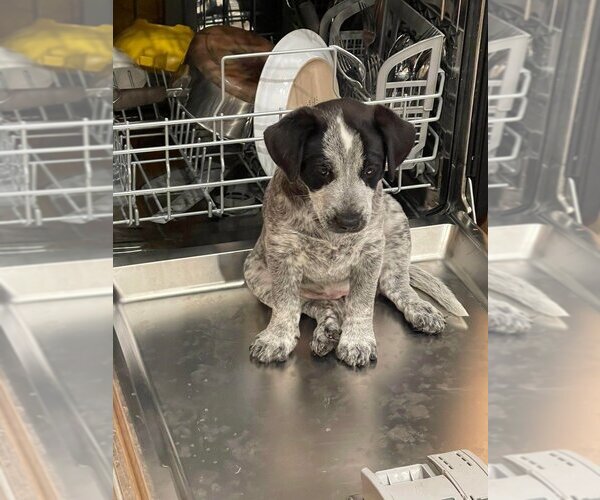 Medium Photo #4 Border Collie-Unknown Mix Puppy For Sale in Salt Lake City, UT, USA