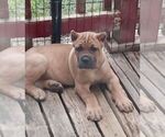 Puppy Puppy 2 Cane Corso