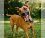 Scooby - Male Black Mouth Cur-Rhodesian Ridgeback Mix Dog for Adoption - Small photo