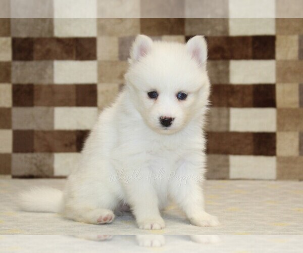 Medium Photo #2 Pomsky Puppy For Sale in DENVER, PA, USA