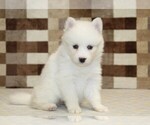 Small #1 Pomsky