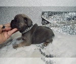 Small Photo #23 French Bulldog Puppy For Sale in HAYWARD, CA, USA