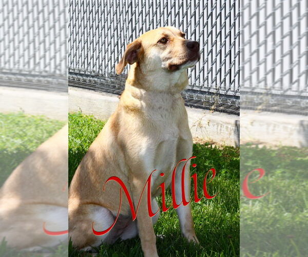 Medium Photo #3 American Pit Bull Terrier-Labrador Retriever Mix Puppy For Sale in Evansville, IN, USA