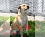 Small #2 American Pit Bull Terrier-Labrador Retriever Mix
