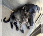 Small #1 Doberman Pinscher Mix