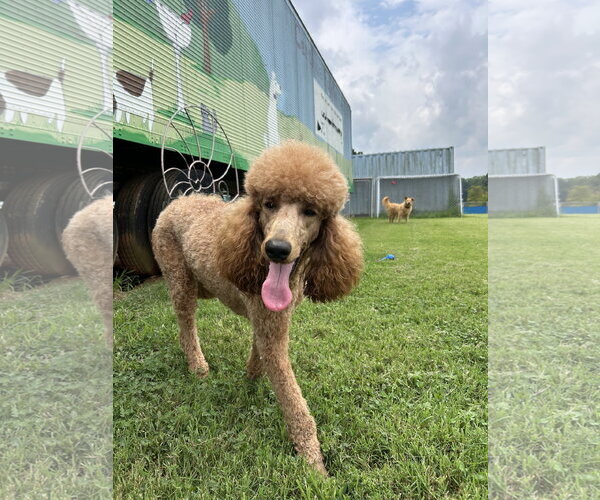 Medium Photo #5 Poodle (Standard) Puppy For Sale in Pacolet, SC, USA