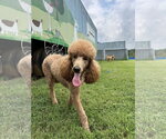 Small #4 Poodle (Standard)