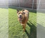 Small German Shepherd Dog Mix