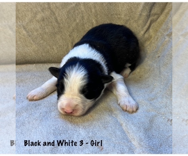 Medium Photo #1 Border Collie Puppy For Sale in MOSIER, OR, USA