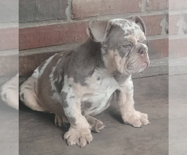 Medium Photo #1 Bulldog Puppy For Sale in COTTAGEVILLE, SC, USA