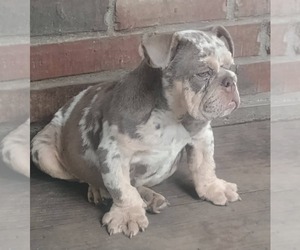 Bulldog Puppy for sale in COTTAGEVILLE, SC, USA